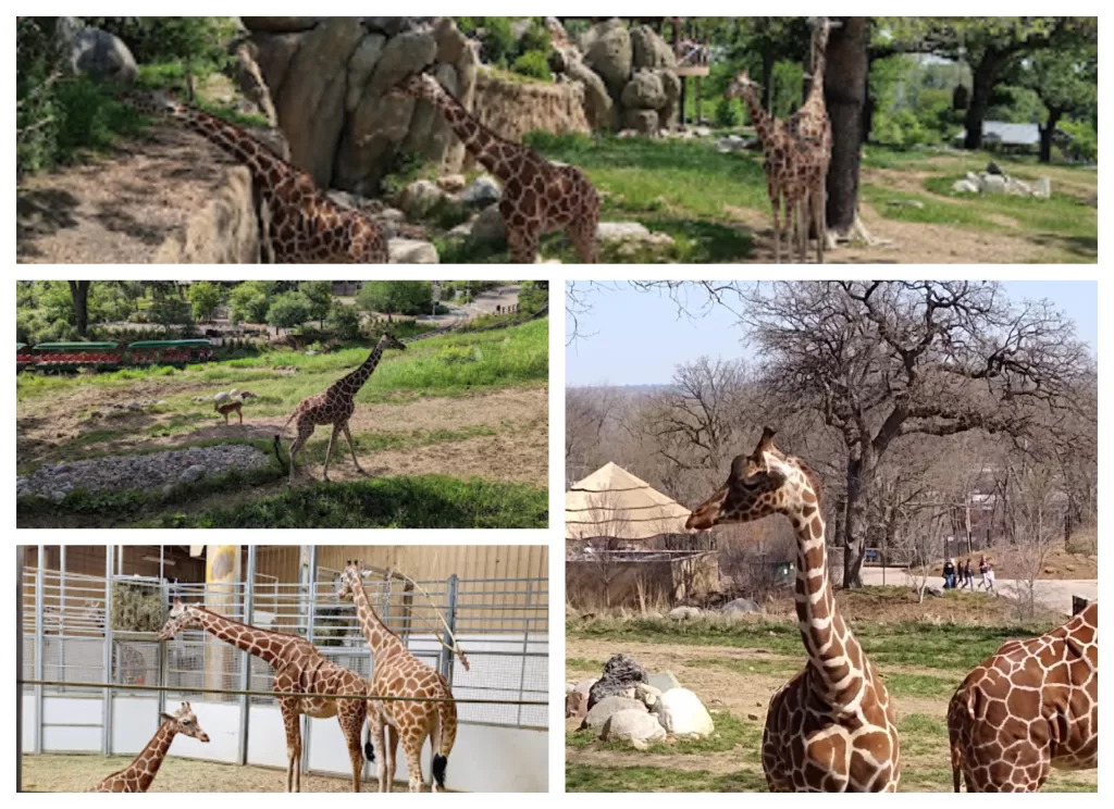 Giraffe Complex
